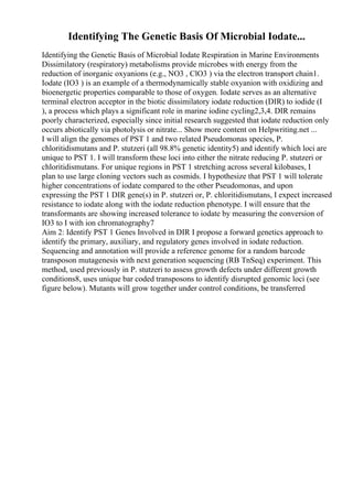 Identifying The Genetic Basis Of Microbial Iodate...
Identifying the Genetic Basis of Microbial Iodate Respiration in Marine Environments
Dissimilatory (respiratory) metabolisms provide microbes with energy from the
reduction of inorganic oxyanions (e.g., NO3 , ClO3 ) via the electron transport chain1.
Iodate (IO3 ) is an example of a thermodynamically stable oxyanion with oxidizing and
bioenergetic properties comparable to those of oxygen. Iodate serves as an alternative
terminal electron acceptor in the biotic dissimilatory iodate reduction (DIR) to iodide (I
), a process which plays a significant role in marine iodine cycling2,3,4. DIR remains
poorly characterized, especially since initial research suggested that iodate reduction only
occurs abiotically via photolysis or nitrate... Show more content on Helpwriting.net ...
I will align the genomes of PST 1 and two related Pseudomonas species, P.
chloritidismutans and P. stutzeri (all 98.8% genetic identity5) and identify which loci are
unique to PST 1. I will transform these loci into either the nitrate reducing P. stutzeri or
chloritidismutans. For unique regions in PST 1 stretching across several kilobases, I
plan to use large cloning vectors such as cosmids. I hypothesize that PST 1 will tolerate
higher concentrations of iodate compared to the other Pseudomonas, and upon
expressing the PST 1 DIR gene(s) in P. stutzeri or, P. chloritidismutans, I expect increased
resistance to iodate along with the iodate reduction phenotype. I will ensure that the
transformants are showing increased tolerance to iodate by measuring the conversion of
IO3 to I with ion chromatography7
Aim 2: Identify PST 1 Genes Involved in DIR I propose a forward genetics approach to
identify the primary, auxiliary, and regulatory genes involved in iodate reduction.
Sequencing and annotation will provide a reference genome for a random barcode
transposon mutagenesis with next generation sequencing (RB TnSeq) experiment. This
method, used previously in P. stutzeri to assess growth defects under different growth
conditions8, uses unique bar coded transposons to identify disrupted genomic loci (see
figure below). Mutants will grow together under control conditions, be transferred
 