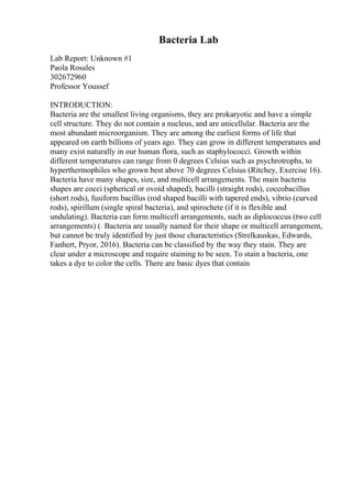 Bacteria Lab
Lab Report: Unknown #1
Paola Rosales
302672960
Professor Youssef
INTRODUCTION:
Bacteria are the smallest living organisms, they are prokaryotic and have a simple
cell structure. They do not contain a nucleus, and are unicellular. Bacteria are the
most abundant microorganism. They are among the earliest forms of life that
appeared on earth billions of years ago. They can grow in different temperatures and
many exist naturally in our human flora, such as staphylococci. Growth within
different temperatures can range from 0 degrees Celsius such as psychrotrophs, to
hyperthermophiles who grown best above 70 degrees Celsius (Ritchey, Exercise 16).
Bacteria have many shapes, size, and multicell arrangements. The main bacteria
shapes are cocci (spherical or ovoid shaped), bacilli (straight rods), coccobacillus
(short rods), fusiform bacillus (rod shaped bacilli with tapered ends), vibrio (curved
rods), spirillum (single spiral bacteria), and spirochete (if it is flexible and
undulating). Bacteria can form multicell arrangements, such as diplococcus (two cell
arrangements) (. Bacteria are usually named for their shape or multicell arrangement,
but cannot be truly identified by just those characteristics (Strelkauskas, Edwards,
Fanhert, Pryor, 2016). Bacteria can be classified by the way they stain. They are
clear under a microscope and require staining to be seen. To stain a bacteria, one
takes a dye to color the cells. There are basic dyes that contain
 