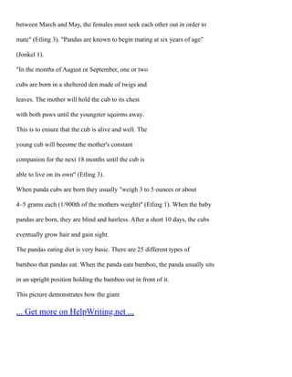 between March and May, the females must seek each other out in order to
mate" (Etling 3). "Pandas are known to begin mating at six years of age"
(Jonkel 1).
"In the months of August or September, one or two
cubs are born in a sheltered den made of twigs and
leaves. The mother will hold the cub to its chest
with both paws until the youngster squirms away.
This is to ensure that the cub is alive and well. The
young cub will become the mother's constant
companion for the next 18 months until the cub is
able to live on its own" (Etling 3).
When panda cubs are born they usually "weigh 3 to 5 ounces or about
4–5 grams each (1/900th of the mothers weight)" (Etling 1). When the baby
pandas are born, they are blind and hairless. After a short 10 days, the cubs
eventually grow hair and gain sight.
The pandas eating diet is very basic. There are 25 different types of
bamboo that pandas eat. When the panda eats bamboo, the panda usually sits
in an upright position holding the bamboo out in front of it.
This picture demonstrates how the giant
... Get more on HelpWriting.net ...
 