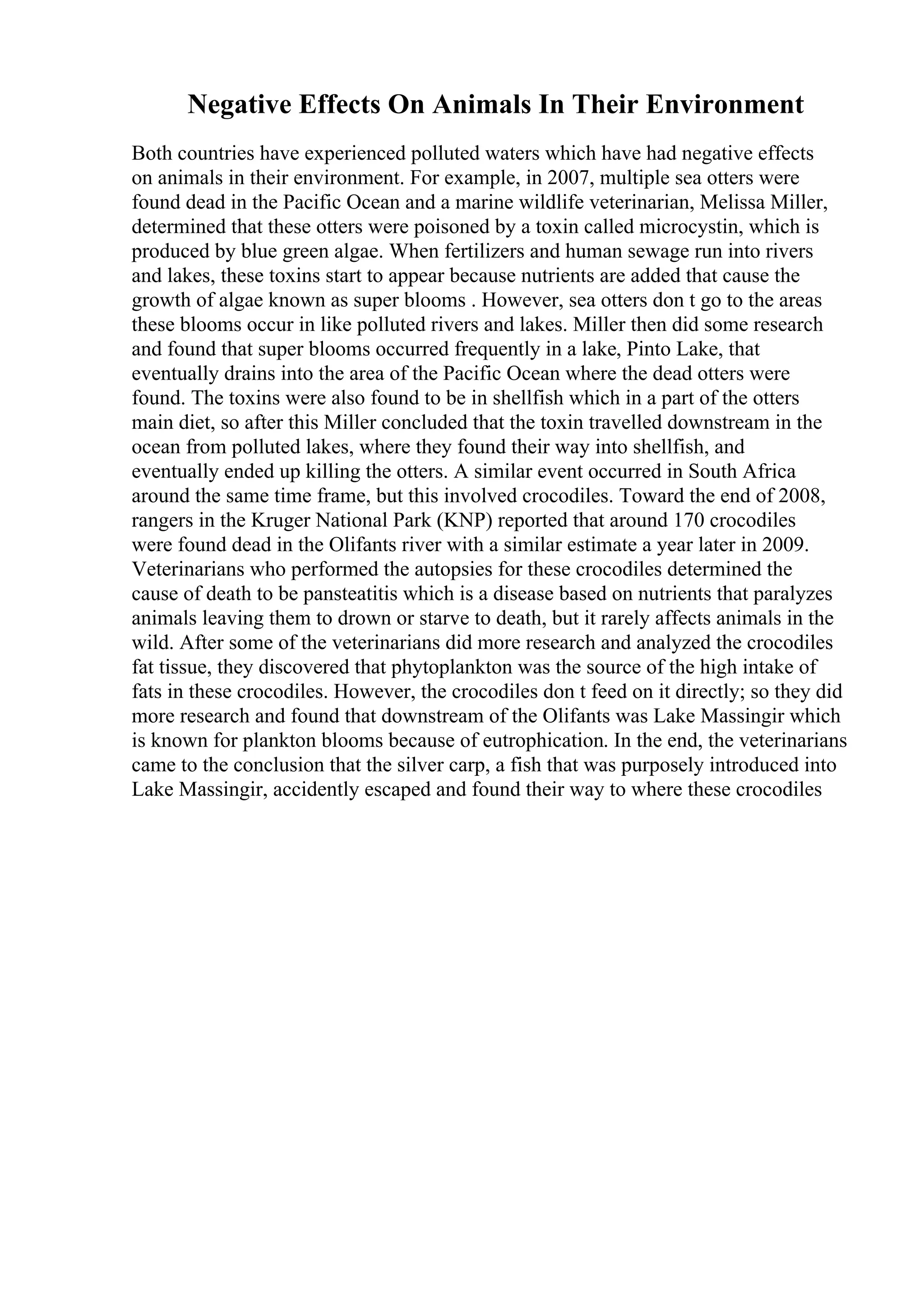 Negative Effects On Animals In Their Environment
Both countries have experienced polluted waters which have had negative effects
on animals in their environment. For example, in 2007, multiple sea otters were
found dead in the Pacific Ocean and a marine wildlife veterinarian, Melissa Miller,
determined that these otters were poisoned by a toxin called microcystin, which is
produced by blue green algae. When fertilizers and human sewage run into rivers
and lakes, these toxins start to appear because nutrients are added that cause the
growth of algae known as super blooms . However, sea otters don t go to the areas
these blooms occur in like polluted rivers and lakes. Miller then did some research
and found that super blooms occurred frequently in a lake, Pinto Lake, that
eventually drains into the area of the Pacific Ocean where the dead otters were
found. The toxins were also found to be in shellfish which in a part of the otters
main diet, so after this Miller concluded that the toxin travelled downstream in the
ocean from polluted lakes, where they found their way into shellfish, and
eventually ended up killing the otters. A similar event occurred in South Africa
around the same time frame, but this involved crocodiles. Toward the end of 2008,
rangers in the Kruger National Park (KNP) reported that around 170 crocodiles
were found dead in the Olifants river with a similar estimate a year later in 2009.
Veterinarians who performed the autopsies for these crocodiles determined the
cause of death to be pansteatitis which is a disease based on nutrients that paralyzes
animals leaving them to drown or starve to death, but it rarely affects animals in the
wild. After some of the veterinarians did more research and analyzed the crocodiles
fat tissue, they discovered that phytoplankton was the source of the high intake of
fats in these crocodiles. However, the crocodiles don t feed on it directly; so they did
more research and found that downstream of the Olifants was Lake Massingir which
is known for plankton blooms because of eutrophication. In the end, the veterinarians
came to the conclusion that the silver carp, a fish that was purposely introduced into
Lake Massingir, accidently escaped and found their way to where these crocodiles
 
