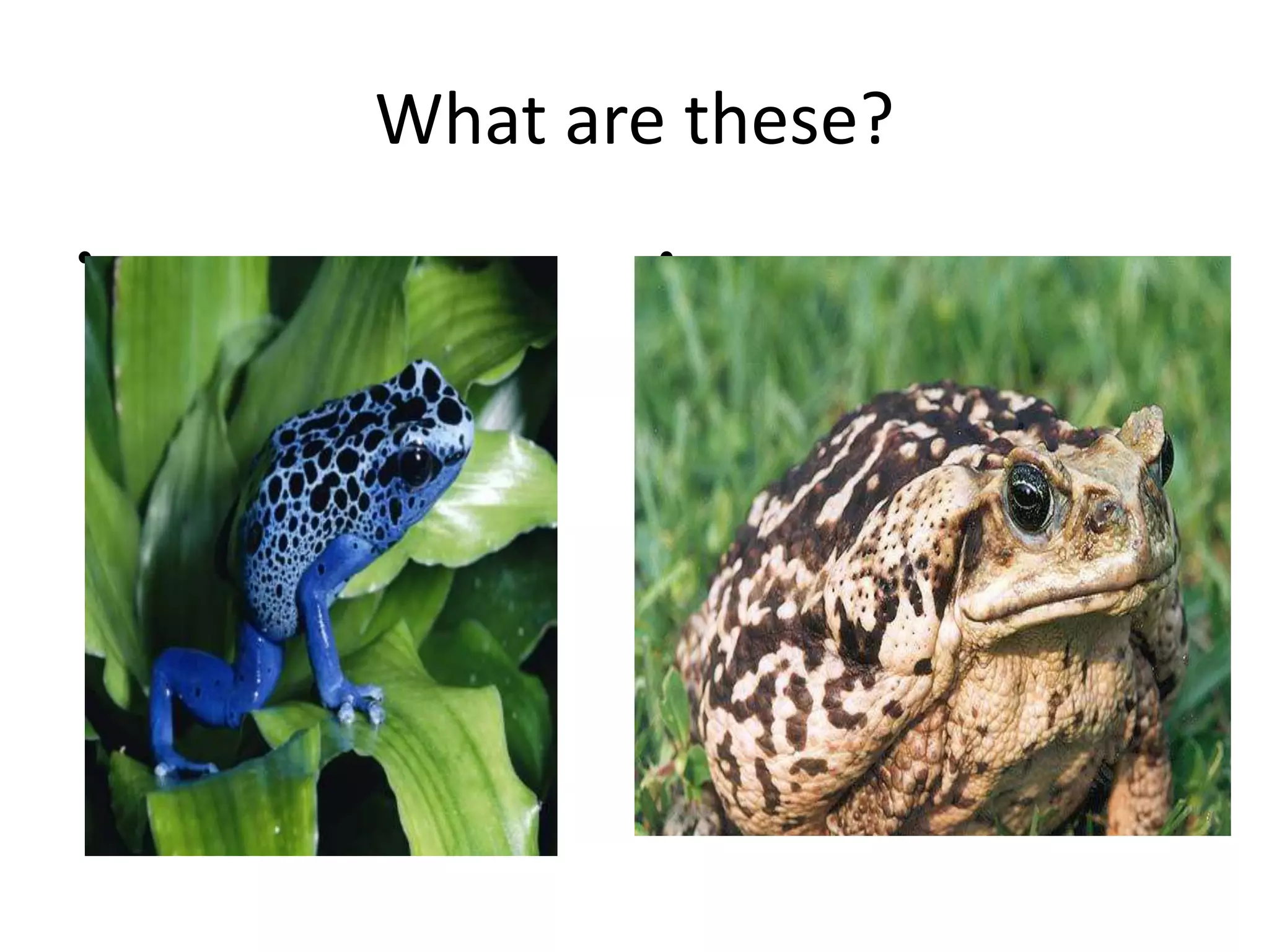 What are these?
• •
 