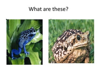 What are these?
• •
 