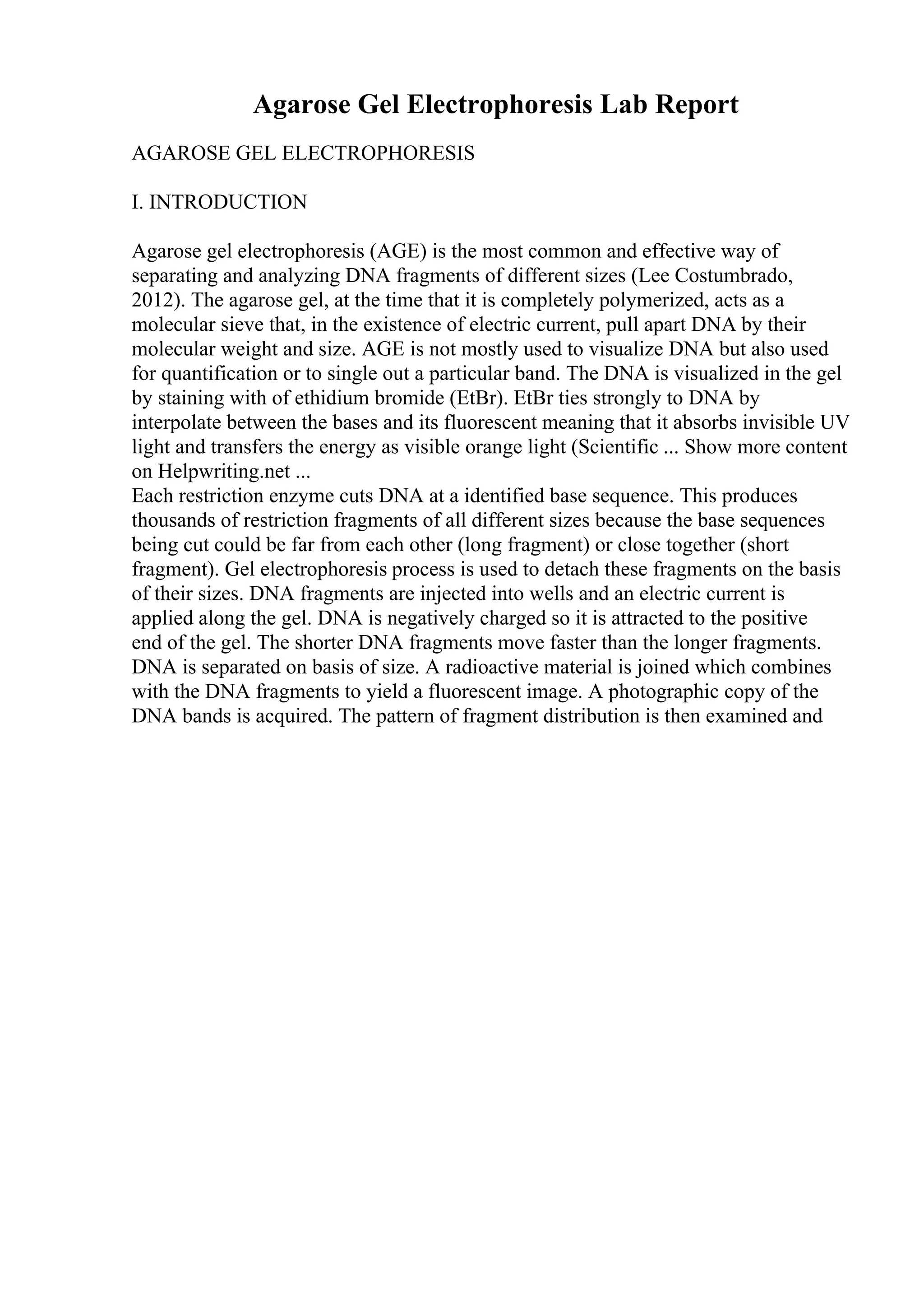 Agarose Gel Electrophoresis Lab Report
AGAROSE GEL ELECTROPHORESIS
I. INTRODUCTION
Agarose gel electrophoresis (AGE) is the most common and effective way of
separating and analyzing DNA fragments of different sizes (Lee Costumbrado,
2012). The agarose gel, at the time that it is completely polymerized, acts as a
molecular sieve that, in the existence of electric current, pull apart DNA by their
molecular weight and size. AGE is not mostly used to visualize DNA but also used
for quantification or to single out a particular band. The DNA is visualized in the gel
by staining with of ethidium bromide (EtBr). EtBr ties strongly to DNA by
interpolate between the bases and its fluorescent meaning that it absorbs invisible UV
light and transfers the energy as visible orange light (Scientific ... Show more content
on Helpwriting.net ...
Each restriction enzyme cuts DNA at a identified base sequence. This produces
thousands of restriction fragments of all different sizes because the base sequences
being cut could be far from each other (long fragment) or close together (short
fragment). Gel electrophoresis process is used to detach these fragments on the basis
of their sizes. DNA fragments are injected into wells and an electric current is
applied along the gel. DNA is negatively charged so it is attracted to the positive
end of the gel. The shorter DNA fragments move faster than the longer fragments.
DNA is separated on basis of size. A radioactive material is joined which combines
with the DNA fragments to yield a fluorescent image. A photographic copy of the
DNA bands is acquired. The pattern of fragment distribution is then examined and
 