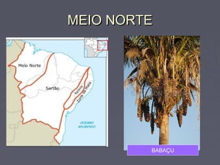 MEIO NORTEMEIO NORTE
BABAÇU
 