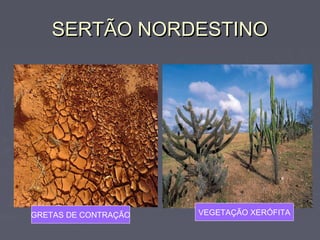 SERTÃO NORDESTINOSERTÃO NORDESTINO
GRETAS DE CONTRAÇÃO VEGETAÇÃO XERÓFITA
 
