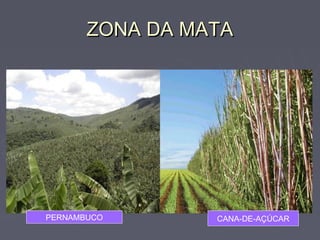 ZONA DA MATAZONA DA MATA
PERNAMBUCO CANA-DE-AÇÚCAR
 