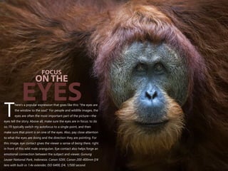 here’s a popular expression that goes like this: “the eyes are
the window to the soul.” For people and wildlife images, the
Teyes are often the most important part of the picture—the
eyes tell the story. Above all, make sure the eyes are in focus: to do
so, I’ll typically switch my autofocus to a single point, and then
make sure that point is on one of the eyes. Also, pay close attention
to what the eyes are doing and the direction they are pointing. For
this image, eye contact gives the viewer a sense of being there, right
in front of this wild male orangutan. Eye contact also helps forge an
emotional connection between the subject and viewer. Gunung
Leuser National Park, Indonesia. Canon 5DIII, Canon 200-400mm f/4
lens with built-in 1.4x extender, ISO 6400, f/4, 1/500 second.
FOCUS
ON THE
EYES
 