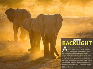 lthough some photographers live by the
maxim “shoot with the sun at your back,”
AI’m often looking to do the exact oppo-
site. Backlighting creates striking and graphic
images which attract attention. In this photo, a trio
of elephants stirred up dust which was backlit by
the setting sun, resulting in a colorful image. Etosha
National Park, Namibia. Canon 5DIII, Canon 200-
400mm f/4 lens with built-in 1.4x extender, ISO 400,
f/5.6, 1/640 second.
SHOOT
BACKLIGHT
 