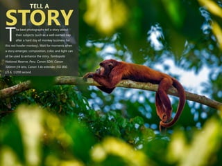 he best photographs tell a story about
their subjects (such as a well-earned nap
Tafter a hard day of monkey business for
this red howler monkey). Wait for moments when
a story emerges: composition, color, and light can
all be used to enhance the story. Tambopata
National Reserve, Peru. Canon 5DIII, Canon
500mm f/4 lens, Canon 1.4x extender, ISO 800,
f/5.6, 1/200 second.
TELL A
STORY
 