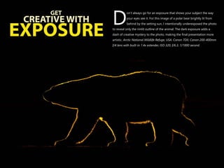 on’t always go for an exposure that shows your subject the way
your eyes see it. For this image of a polar bear brightly lit from
Dbehind by the setting sun, I intentionally underexposed the photo
to reveal only the rimlit outline of the animal. The dark exposure adds a
dash of creative mystery to the photo, making the final presentation more
artistic. Arctic National Wildlife Refuge, USA.
f/4 lens with built-in 1.4x extender, ISO 320, f/6.3, 1/1000 second.
Canon 7DII, Canon 200-400mm
GET
CREATIVE WITH
EXPOSURE
 
