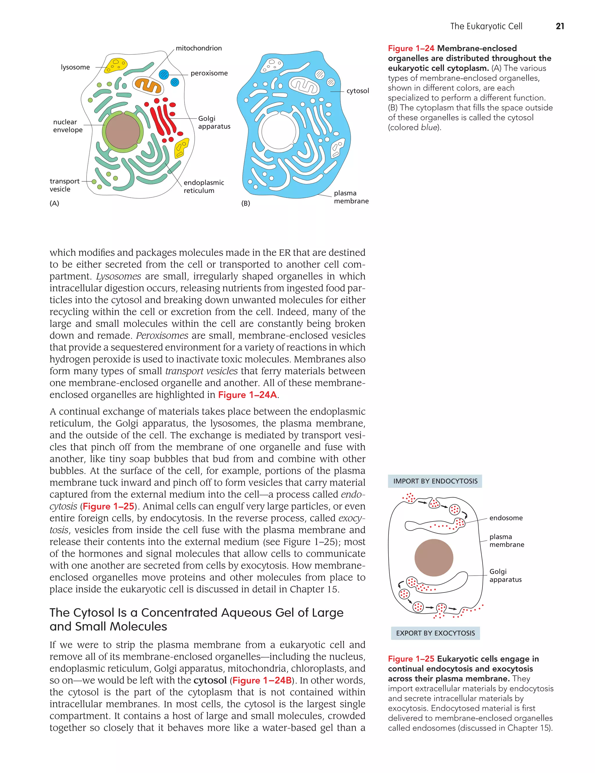 Essential Cell Biology (5th) | PDF