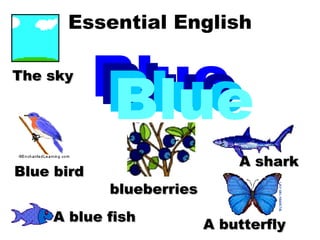 Essential English Blue Blue Blue Blue Blue bird The sky A blue fish blueberries A shark A butterfly 