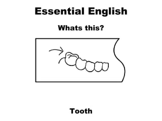 Essential English Whats this? Tooth 