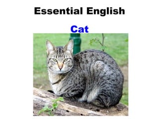 Essential English Cat 