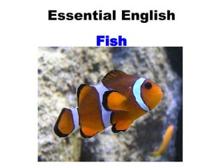 Essential English Fish 