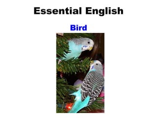 Essential English Bird 