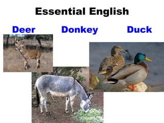 Essential English Deer Donkey Duck 