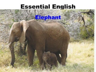 Essential English Elephant 
