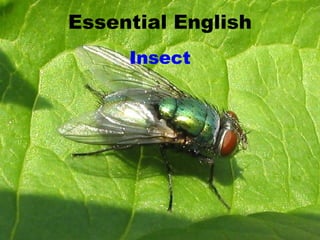 Essential English Insect 