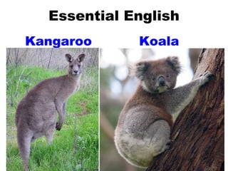 Essential English Kangaroo Koala 