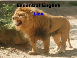 Essential English Lion 