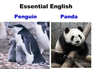 Essential English Penguin Panda 