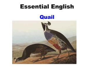 Essential English Quail 