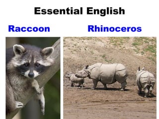 Essential English Raccoon Rhinoceros 