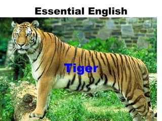 Essential English Tiger 