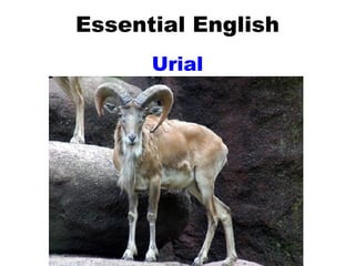 Essential English Urial 