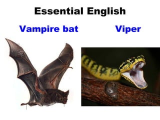 Essential English Vampire bat Viper 