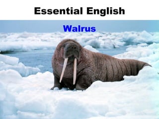 Essential English Walrus 