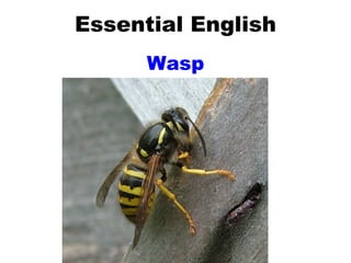 Essential English Wasp 