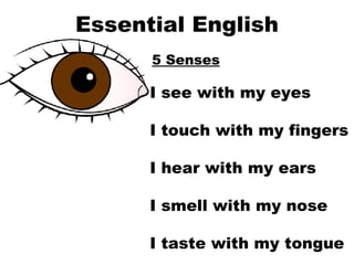 Essential English 5 Senses I see with my eyes I touch with my fingers I hear with my ears I smell with my nose I taste with my tongue   