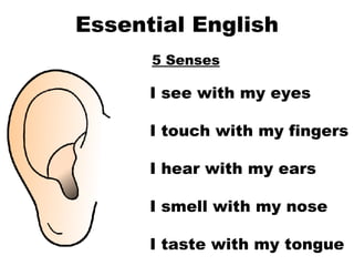 Essential English 5 Senses I see with my eyes I touch with my fingers I hear with my ears I smell with my nose I taste with my tongue   