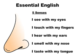 Essential English 5 Senses I see with my eyes I touch with my fingers I hear with my ears I smell with my nose I taste with my tongue   