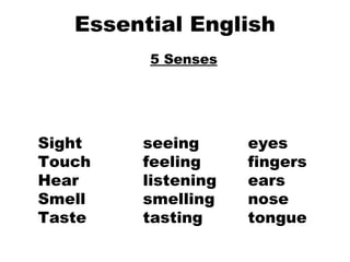 Essential English 5 Senses Sight seeing eyes Touch feeling fingers Hear listening ears Smell smelling nose Taste tasting tongue   