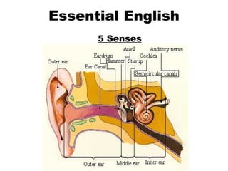 Essential English 5 Senses Hearing 