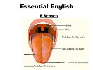 Essential English 5 Senses Taste 
