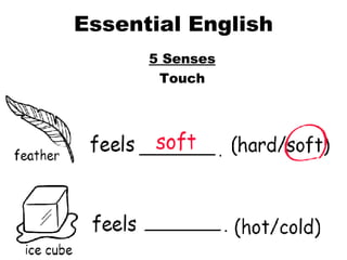 Essential English 5 Senses Touch 