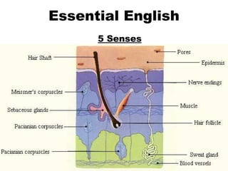 Essential English 5 Senses Touch 