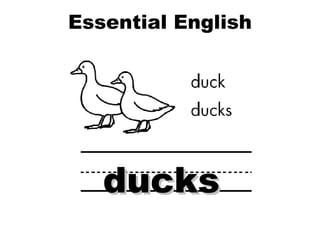 Essential English Word Plurals ducks 