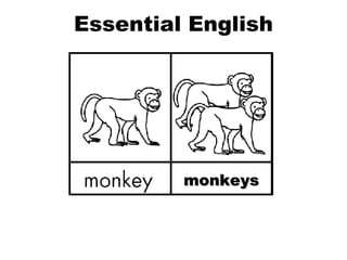 Essential English Word Plurals monkeys 
