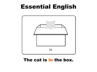 Essential English The cat is  in  the box. 