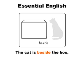 Essential English The cat is  beside  the box. 