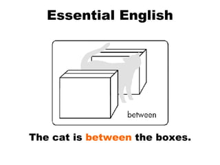 Essential English The cat is  between  the boxes. 