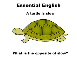 Essential English A turtle is slow What is the opposite of slow? 