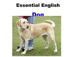 Essential English Dog 