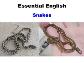 Essential English Snakes 