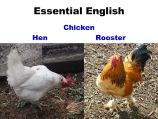 Essential English Chicken Hen Rooster 